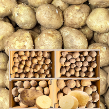 2023 햇 강원도 대관령 감자 3kg 5kg 10kg 수미 두백, 특(찜/요리용) (120g~150g), 1개