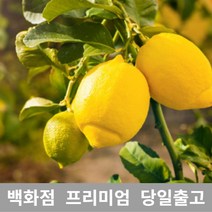 [특등급선별] 레몬 1.5kg 레몬청만들기 레몬효능 레몬나무 레몬차효능 제주레몬 레몬물 레몬녹차 레몬수 유기농레몬 무농약레몬 썬키스트레몬 팬시레몬 레몬다이어트 레몬먹는법 레몬의효능