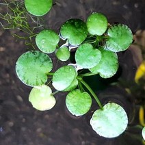 수초 아마존 프로그비트 30뿌리 부상수초