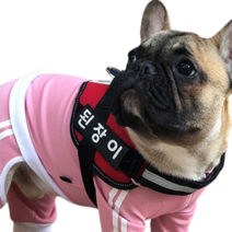 가성비 좋은 강아지하네스이름표 중 알뜰하게 구매할 수 있는 판매량 1위