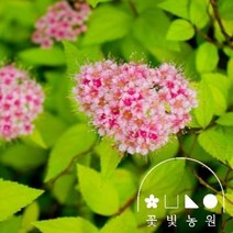 꽃빛농원 조팝나무 3종 5치 포트 칼잎조팝 황금조팝 삼색조팝, 황금, 4치포트