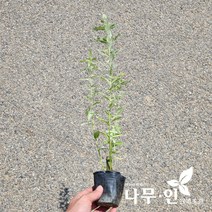 [나무인] 삼색버드나무(화이트핑크샐릭스) 포트묘목 5그루, 5개