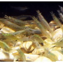 생이새우, 200마리