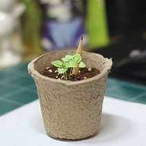 흥미유발 싹이나는 씨앗연필, 봉선화