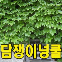 담쟁이넝쿨모종/도시농부/고급/전원주택/도시농부