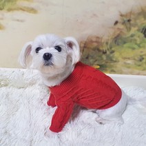 블랙스완 반려동물 스웨터, 레드