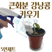 ELI/큰화분 강낭콩 기르기 키우기 5인/식물 관찰 교과서제품