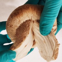 산지직송 송화버섯 친환경무농약 100%손질 바로먹는 신선도최적화포장 빅사이즈 1kg, 일반형, 1개