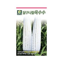 달구나 찰옥수수씨앗 70립 채소종자 찰옥수수씨 옥수수, 단품