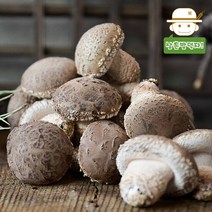무농약 송이향 송화고버섯 선물세트(특품)900g, 단품