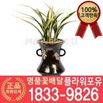 [플라워포유] 황금일향 동양난 서양난 승진축하 인사이동 개업난 선물 꽃배달 동양란 개업화분