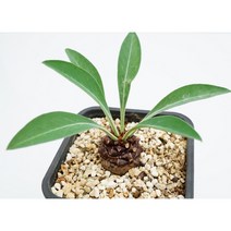 철갑환 Euphorbia bupleurifolia -랜덤 아프리카식물, 1개
