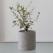 올리브나무 소형 화분 실내공기정화식물 키우기쉬운식물 실내화초, 시멘트