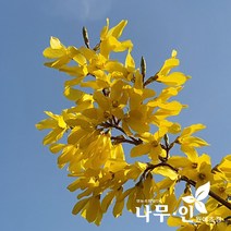 [나무인] 개나리묘목 키1m 20그루