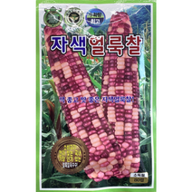자색얼룩찰 옥수수씨앗 80립, 1개