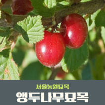 서울농원묘목/앵두나무 묘목 특묘 품종다량 보유