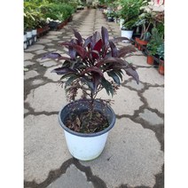 칼라만냥금 홍공작/중품