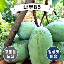 (나무85) 포포나무(뽀뽀나무) 실생2년 장포트