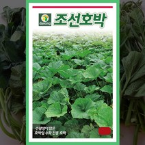 조선 호박씨 30립 호박잎 씨앗 종자 파종 호박 키우기