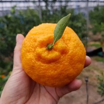 [산지직송특가] 국민농수산 제주 한라봉 산지직송 새콤달콤 고당도 명절 설날 선물세트 3kg 5kg 10kg, 3kg 선물용