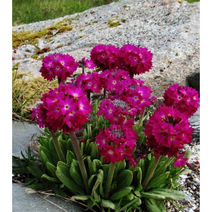 드럼스틱앵초-루빈컬렉션 10cm포트묘 (3개) 노지월동 다년생 봄개화 묵은주 천지가야생화