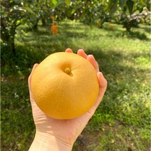 <루시.앤> 나주 수확 가정용 신고배 5/7.5kg / 성장촉진제 미사용 유기농 자연농법 초생재배법으로 재배하여 안심하고 드실 수 있습니다^^, 7.5kg / 14-15과” class=”wr-img”></a></div></div></div></div><div class=
