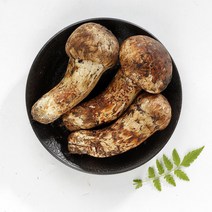 송이버섯 자연산 송이 2023년 생송이버섯 추석부모님 자연 선물, 2등급 500g