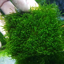 미미네플랜츠 삼각모스 활착판 (8x8cm)