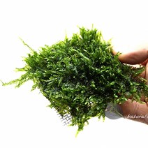 헬로아쿠아 모음)초보수초 200종모음전 쉬운수초 어항장식 열대어 어항꾸미기 수족관꾸미기, 84번) 삼각 모스 7x7CM판