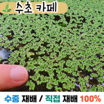 수초카페) 만강홍 30잎 부상수초 초보수초