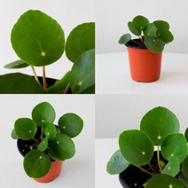 필레아페페 모종 소품 페페로미아 물방울페페 공기정화식물 행잉 식물 수경식물 넝쿨식물, 소형 1개