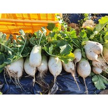 (예약중)유기농 동치미무10kg/ 설명참조, 11)11월17일 목요일
