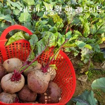 제주도 2022년 햇 레드비트, 1박스, 5kg