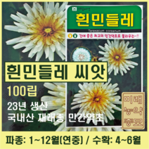 23년산 국산 재래종 흰민들레 씨앗 100립- 연중파종 가능 민간약초 토종 민들레, 1개