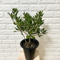 나만의화원 >> 초특가 만리향” class=”wr-img”></a></div></p></div></p></div></p></div><div class=