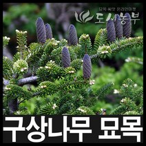 구상나무/구상나무묘목/정원수/4년포트/10주/도시농부