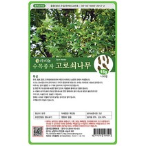 고로쇠나무씨앗(단풍) 1kg