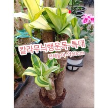 칼라행운목-특대/이국적인 수형에 고급무늬가 있는 식물