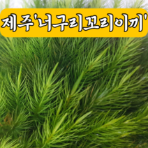 [제주이끼이야기]제주 너구리꼬리이끼, 45촉
