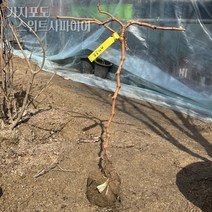 MBA 켐벨 가지포도 샤인머스켓 결실주 금강원예, 가지포도 스위트사파이어