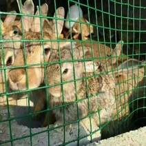 와이어 가든 울타리 잔디 안뜰 안전 보호망 발코니 배리어 메쉬 보호 공장 가금류 번식 치킨 래빗 개, [05] H50CMxL600CM, [02] Hole6x6CM