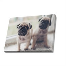 귀여운 강아지 사진 캔버스액자 (고객님 강아지 사진으로도 제작 가능합니다), DOG19