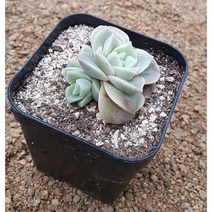 [다육식물]러블리로즈(군생)