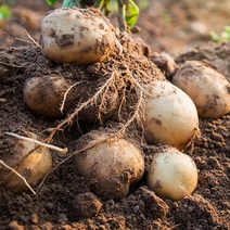 햇감자 수미감자 2kg/3kg/5kg/10kg, 수미감자 대, 3kg, 1개
