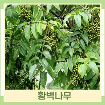 황벽나무 묘목 실생2년생 뿌리묘 5개