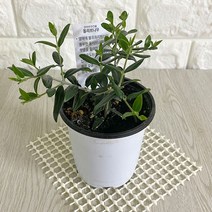 cocooning 신이 내린 최고의 선물 올리브나무 생화 키우기