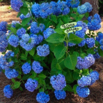 수국 [1포트] 니코블루 (복남이네 야생화 모종 hydrangea) 파란수국