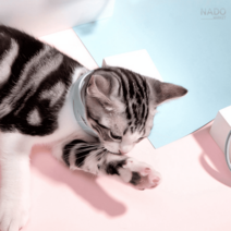강아지 고양이 진드기약 모기 벼룩 예방 해충 방지 목걸이, 고양이용