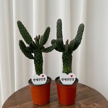 만세선인장 1+1 온정원 공기정화식물
