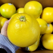 메로골드 27입 16kg내외 (특대과590g내외)